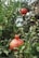 A pomegranate hangs prominently in the foreground, surrounded by lush green leaves. Another pomegranate is visible in the background, slightly blurred, with sunlight filtering through the branches above. The scene captures a vibrant, natural setting with a sense of growth and abundance.
