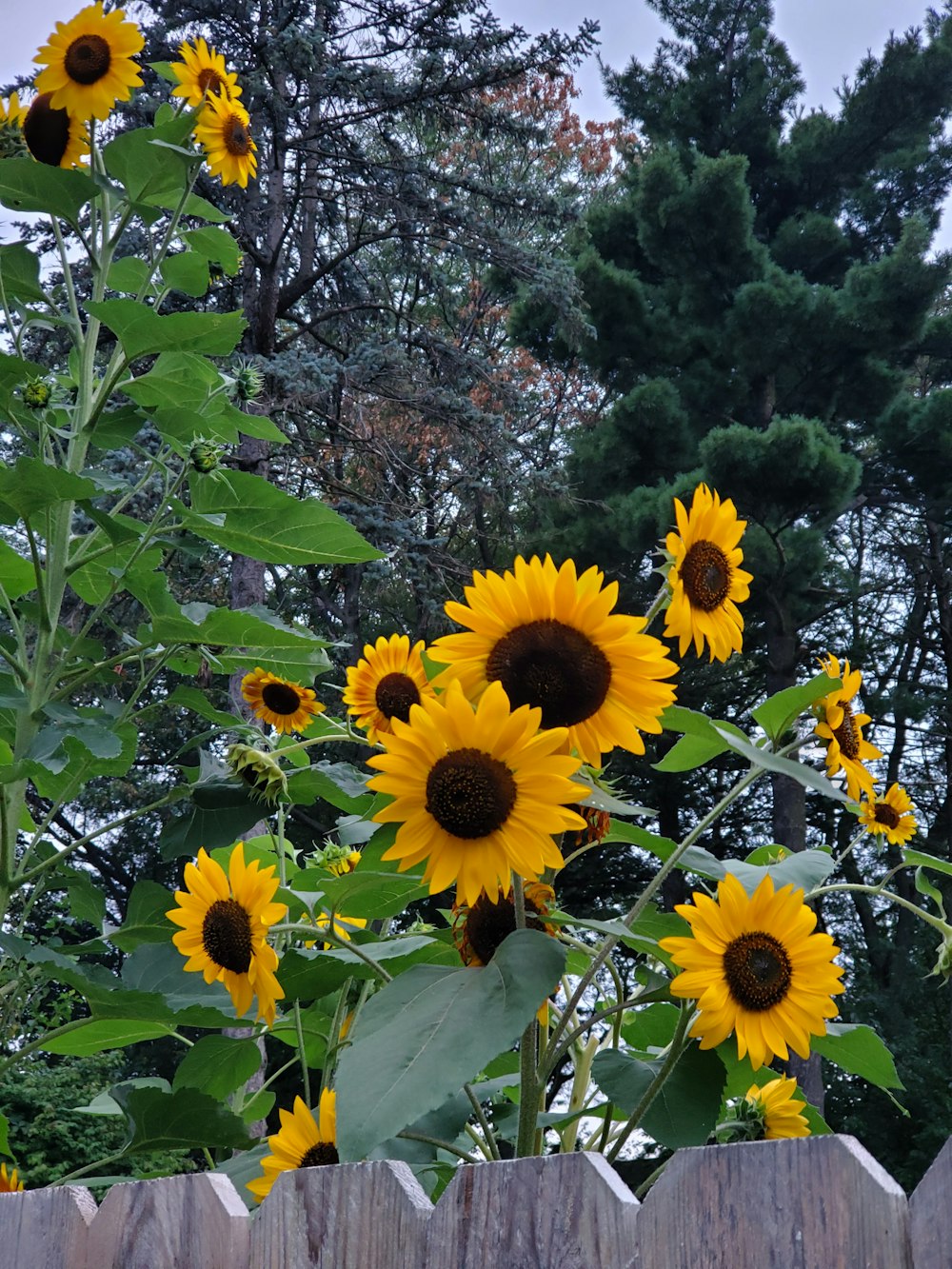 a bunch of sunflowers that are by a fence