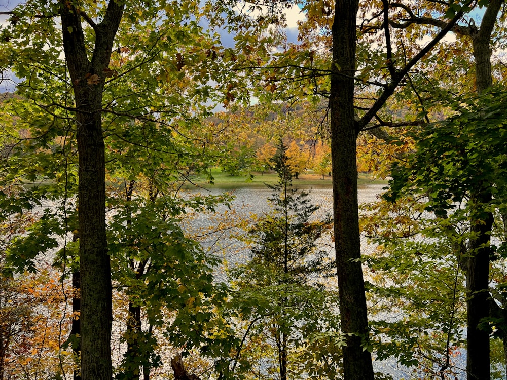 a lake surrounded by trees in a forest