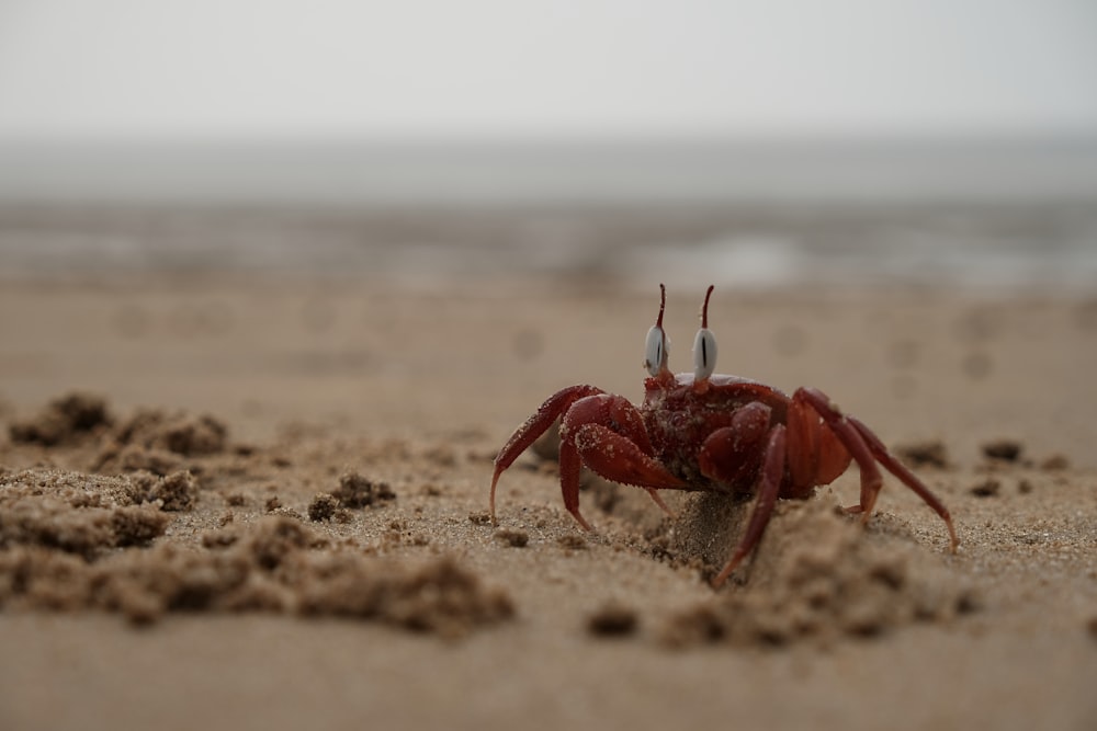 Un primo piano di un granchio su una spiaggia