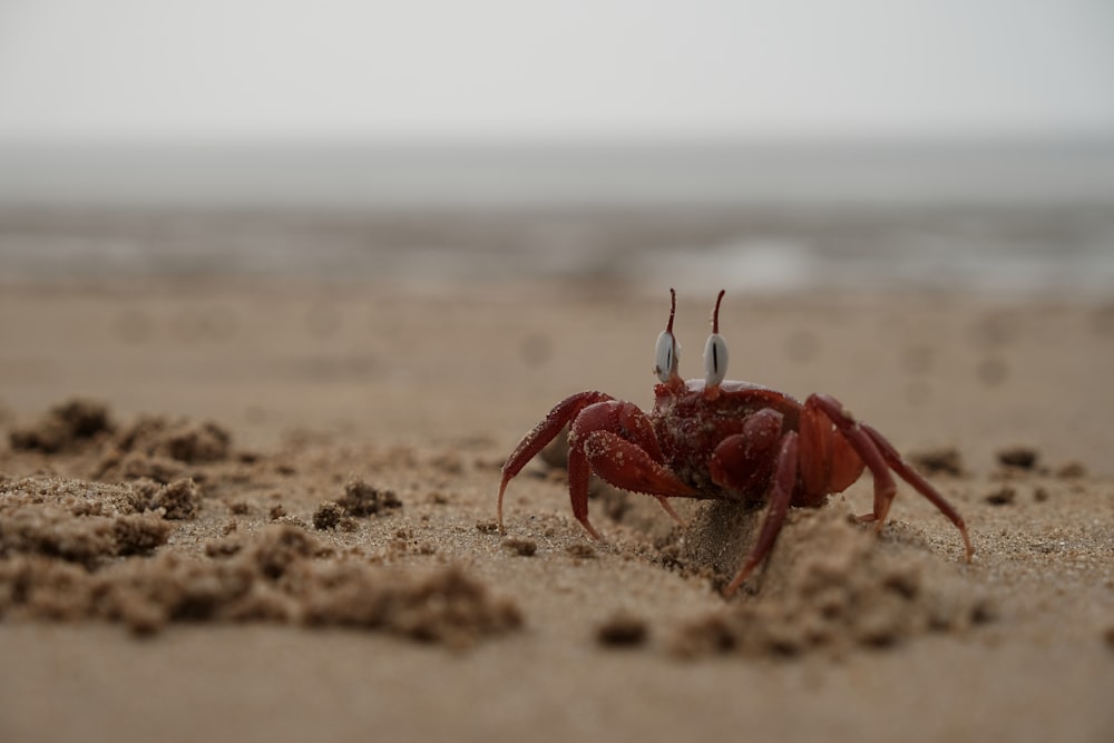 a close up of a crab on a beach