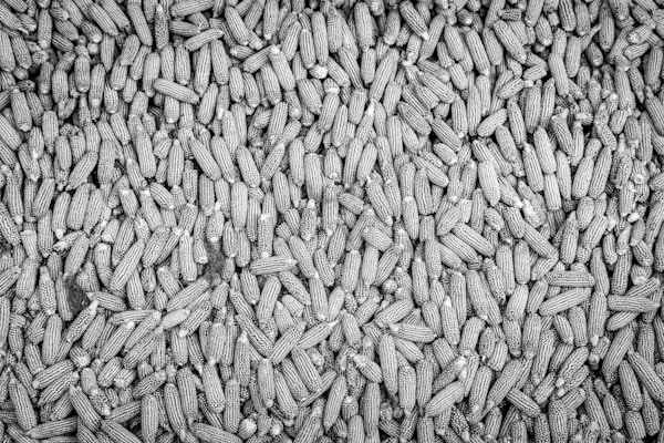 A black and white photo of peanuts