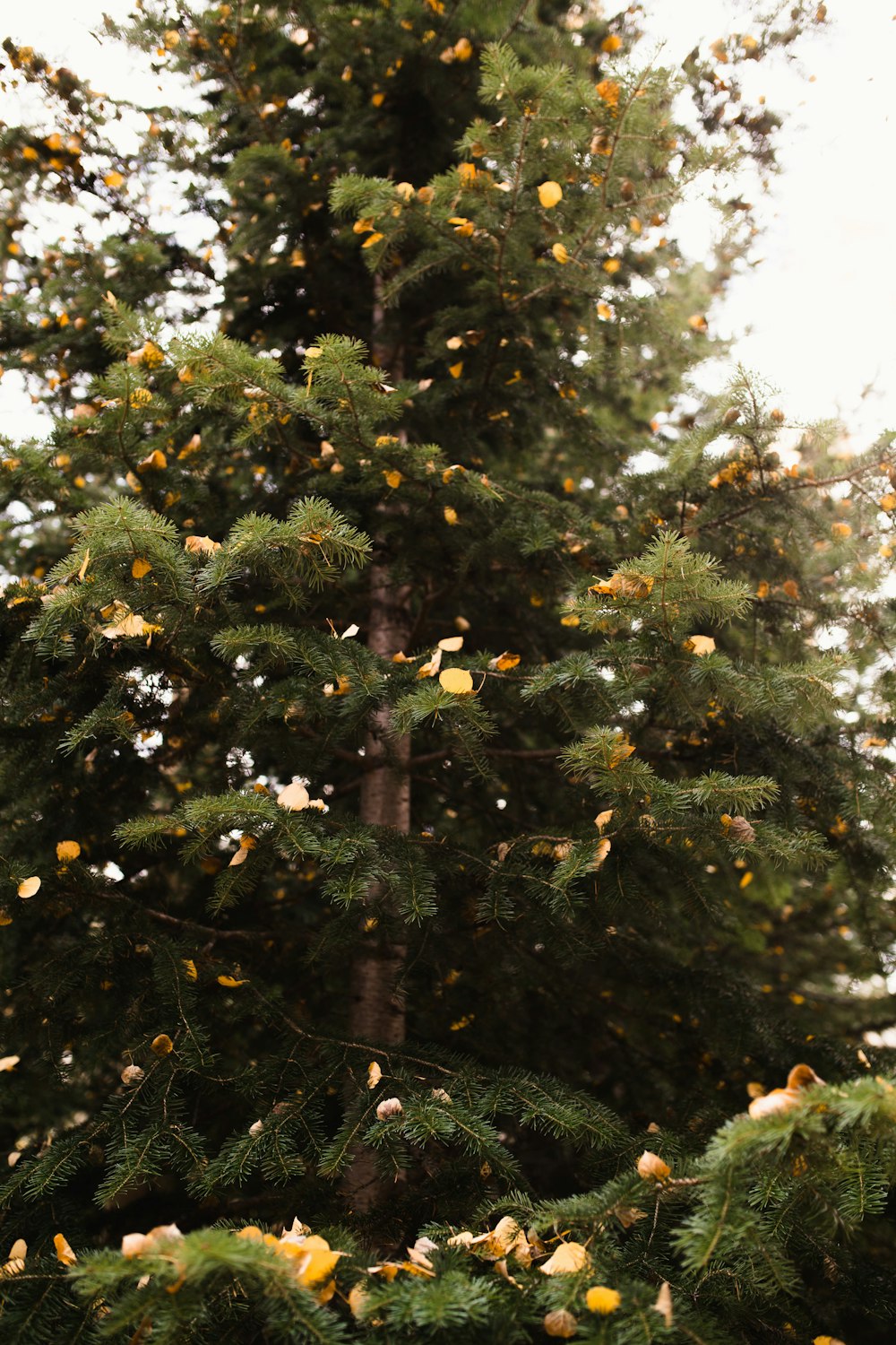 a very tall tree with lots of yellow flowers on it
