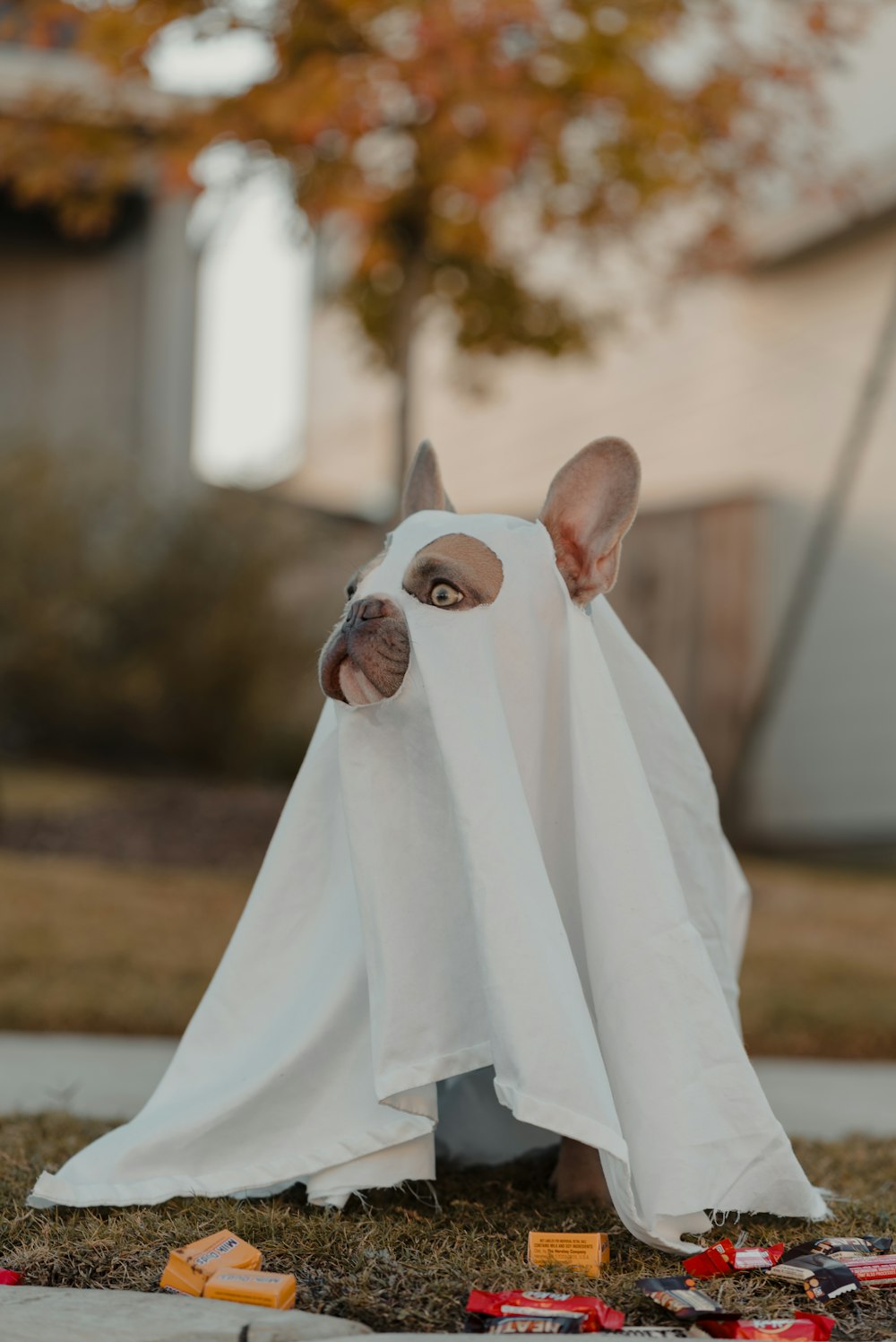 a cat in a white cloth covering its face