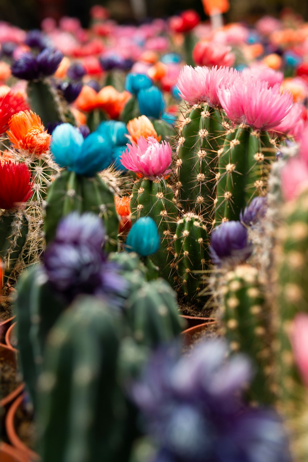 a bunch of colorful cactus plants in a field