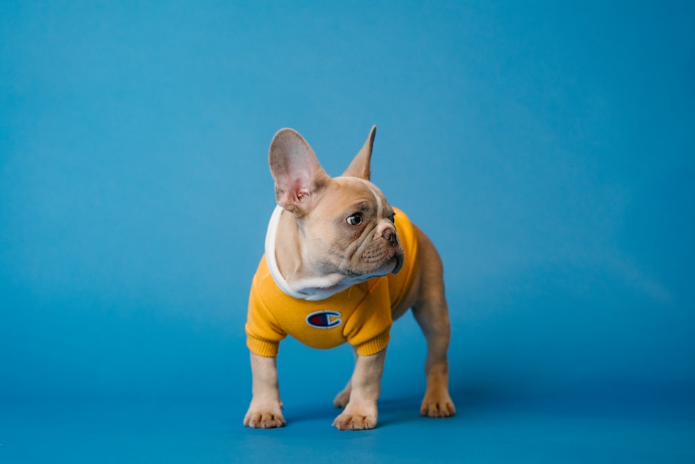 a small dog wearing a yellow shirt on a blue background