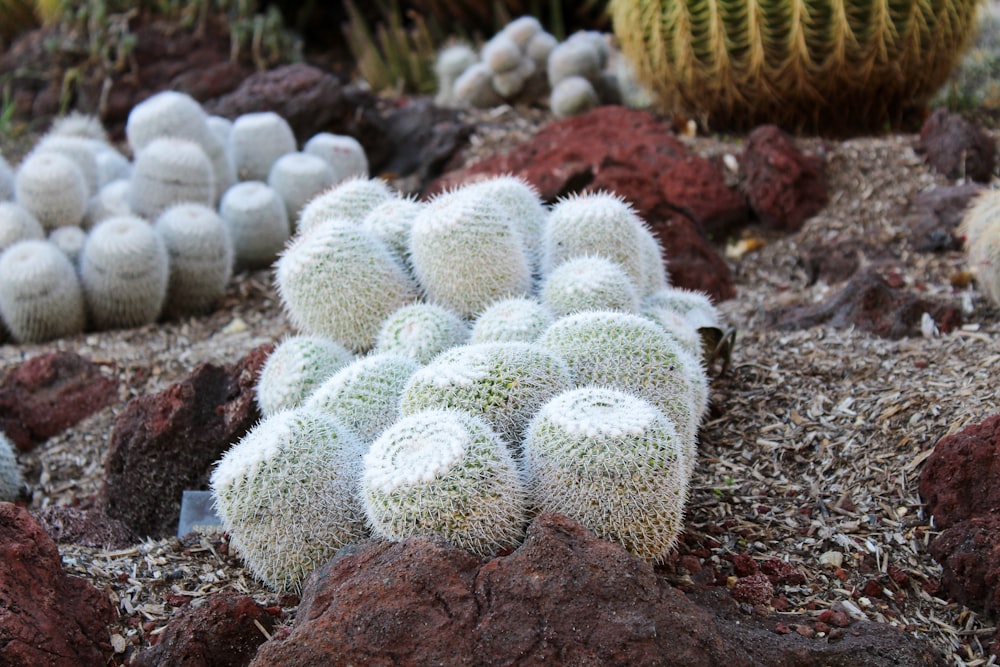 a group of cactus plants sitting on top of a pile of dirt