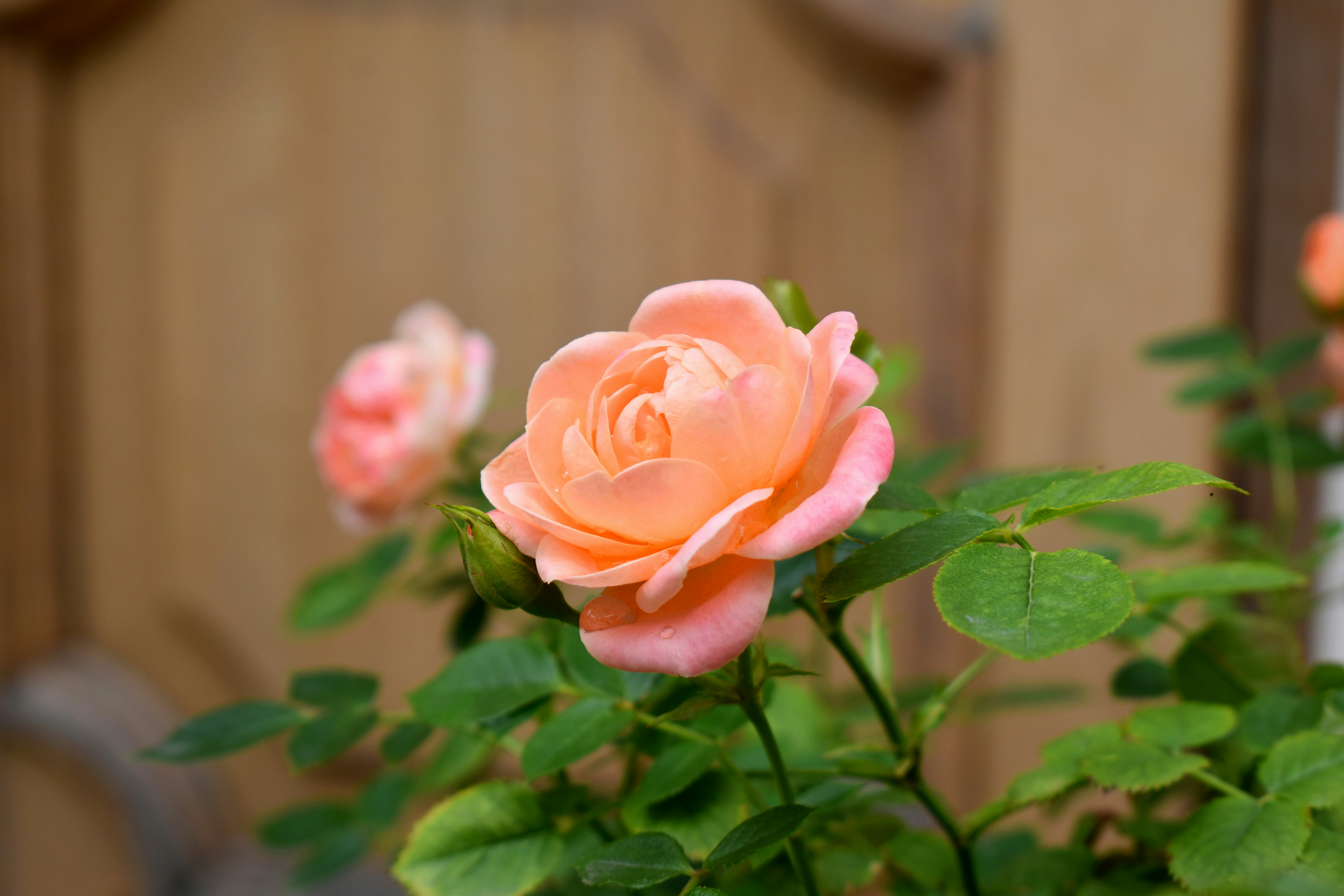 Photo by polina_grishma