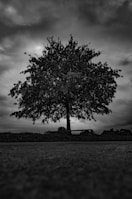 A striking black and white photo of a lone tree centered perfectly against a vast sky.