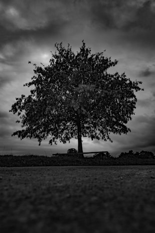 Black and white photo of a solitary tree against a dark sky, capturing stark contrast and mood.