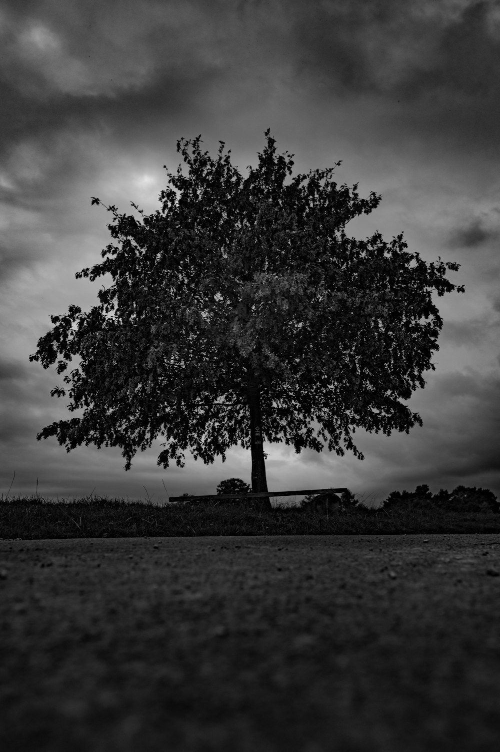 a black and white photo of a tree