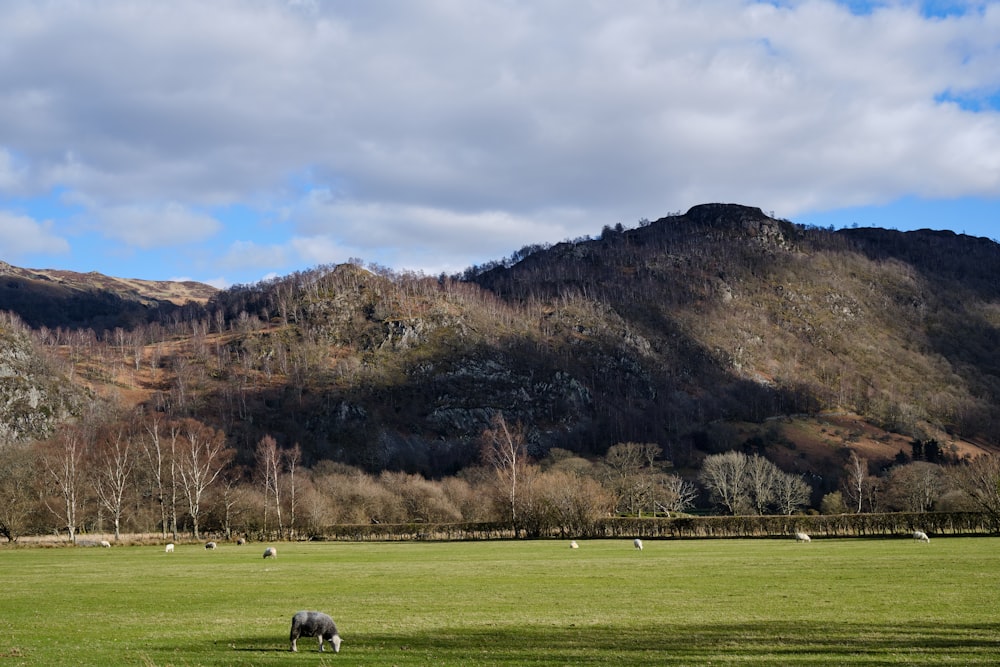 sheep grazing in a field with mountains in the background