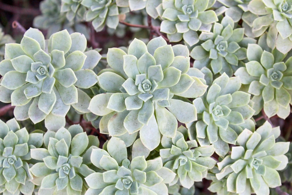 a close up of a bunch of green plants