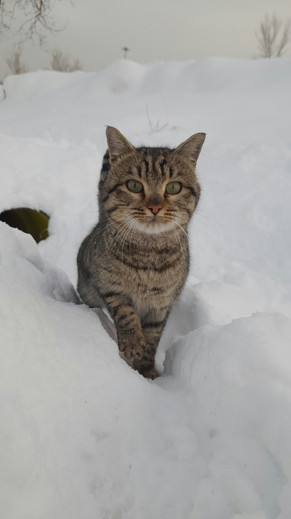 a cat is walking through the deep snow