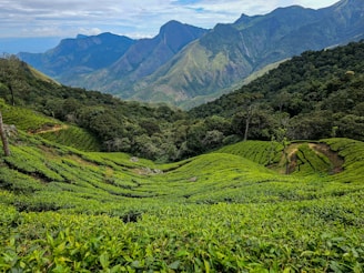 Lush green tea plantations stretch across rolling hills, surrounded by dense forests. Majestic mountains rise in the background under a partly cloudy sky. Paths weave through the vibrant greenery, adding texture to the landscape.