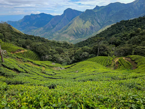 Lush green tea gardens stretching across the hills of Northeast India.
