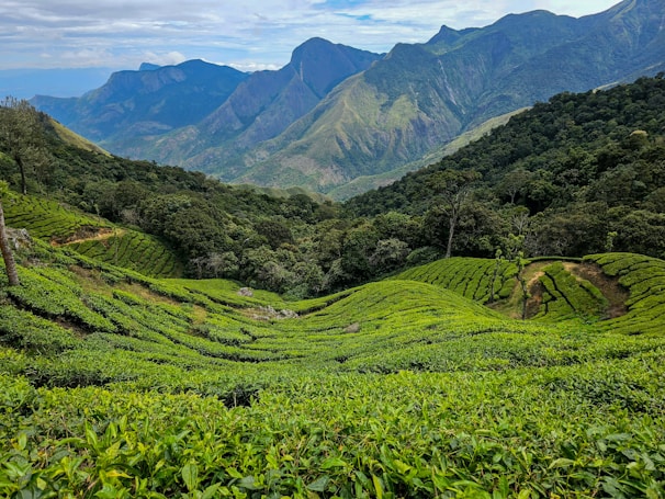Lush green tea plantations stretch across rolling hills, surrounded by dense forests. Majestic mountains rise in the background under a partly cloudy sky. Paths weave through the vibrant greenery, adding texture to the landscape.