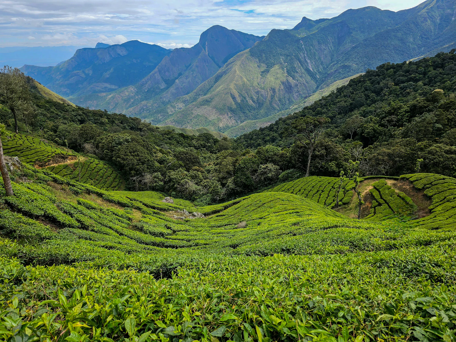 A tea plantation in the middle of a mountain range