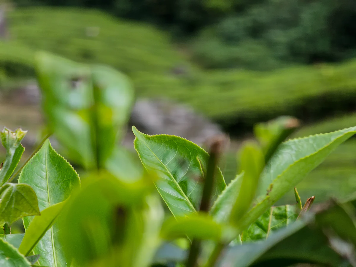 Munnar