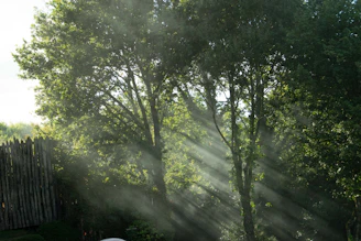 Gentle hands restoring an aged wooden fence with natural sunlight filtering through oak trees.