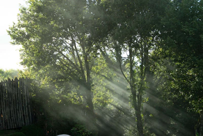 Gentle hands restoring an aged wooden fence with natural sunlight filtering through oak trees.