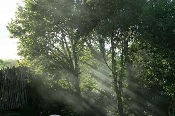 Sunlight streaming through trees onto a peaceful outdoor area where game fowl roam.