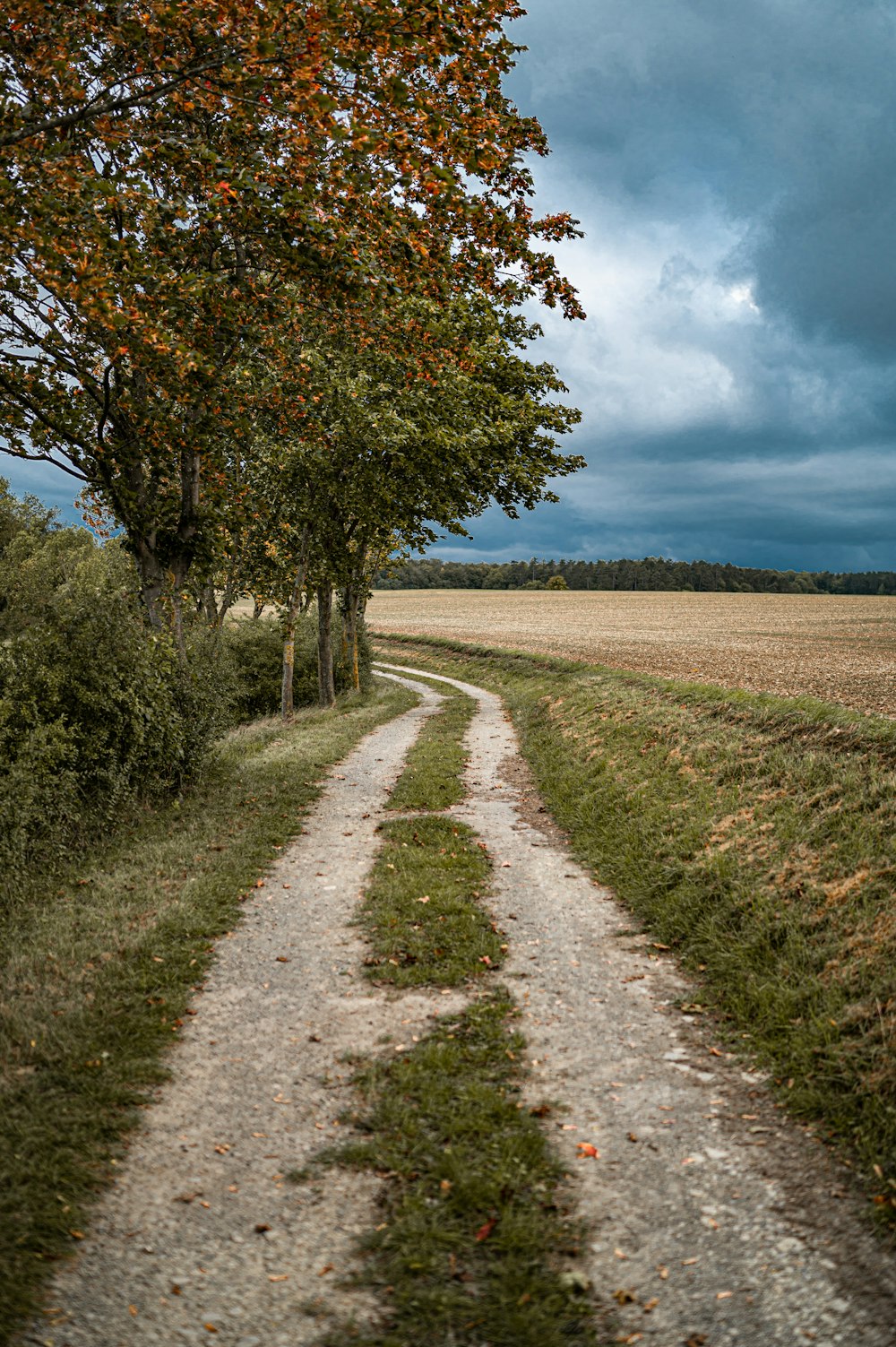 a dirt road with a tree and a field in the background