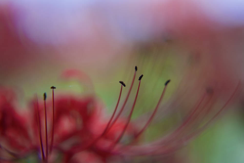 a close up of a flower with a blurry background