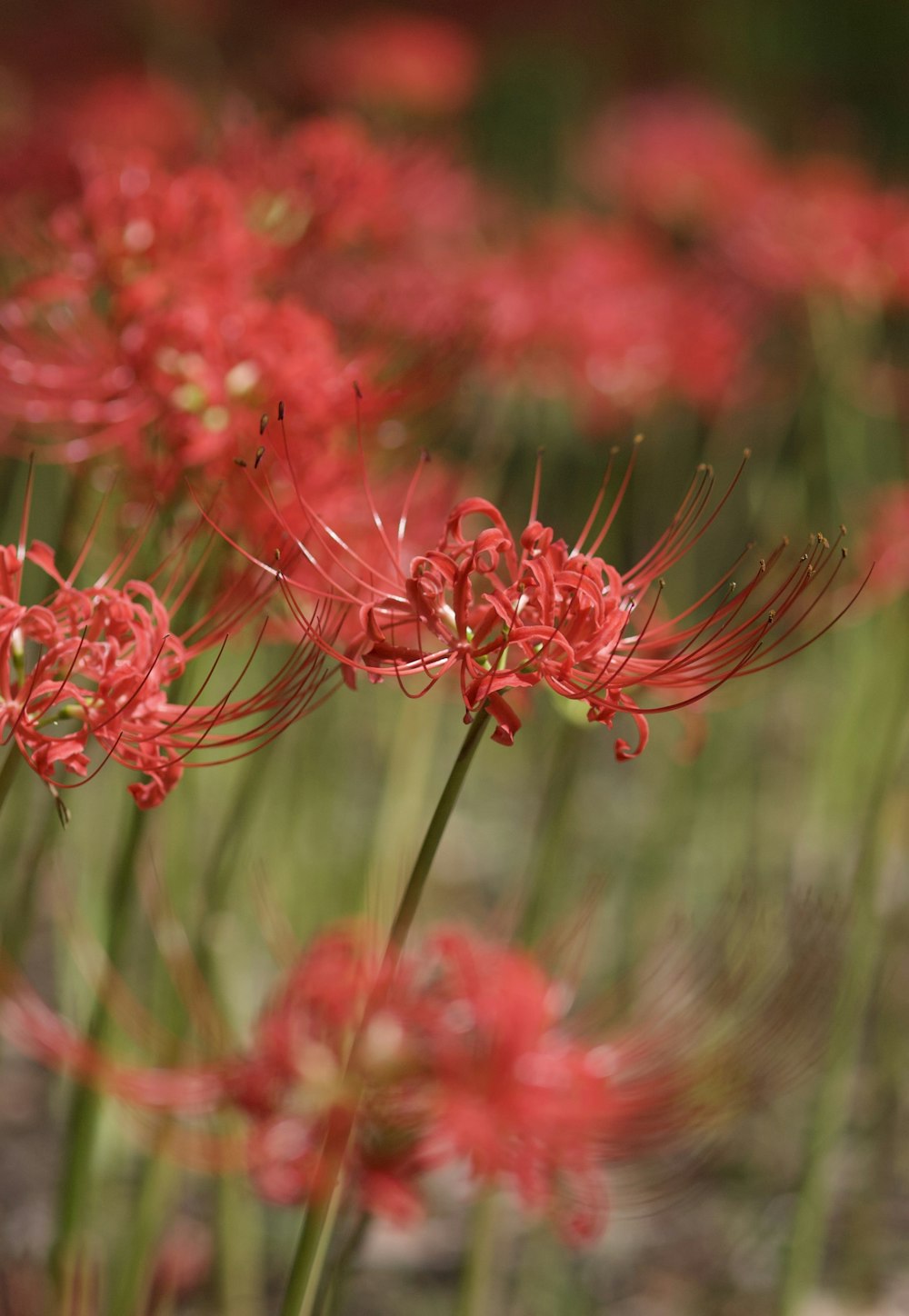 a close up of a bunch of red flowers