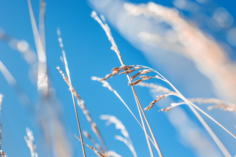 a close up of some grass with a blue sky in the background