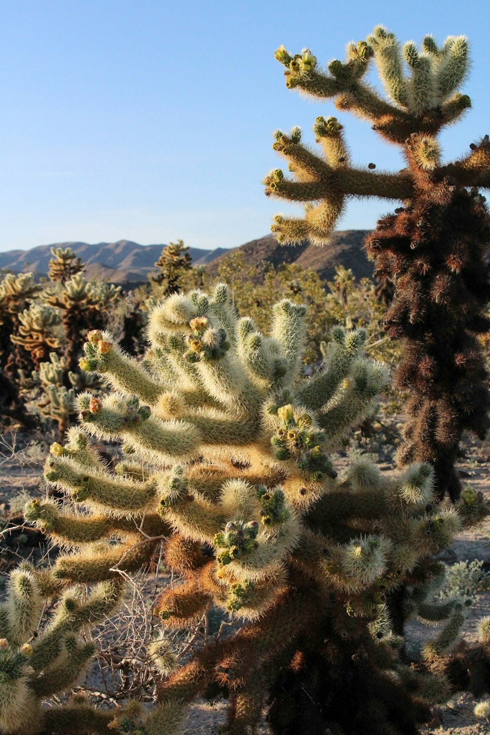 Eine Gruppe von Kakteenpflanzen in der Wüste