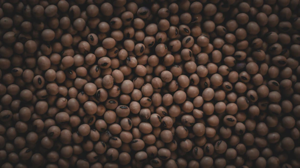 A close-up photo of golden soybeans spilling from a burlap sack in a rustic farm setting.