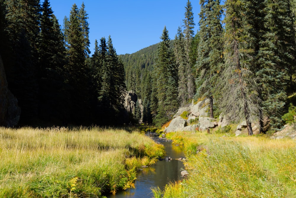 a stream running through a lush green forest