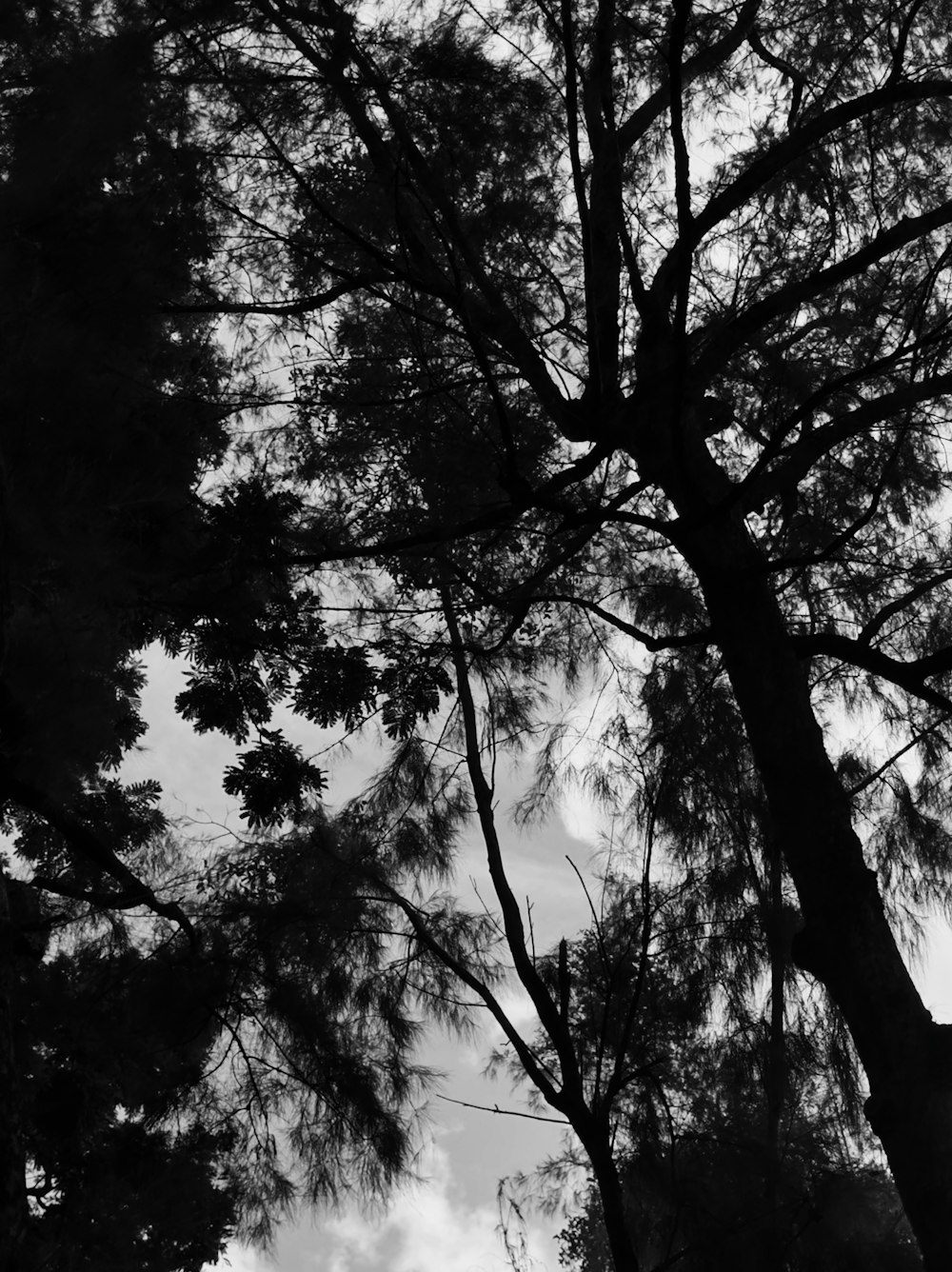 a black and white photo of the tops of trees