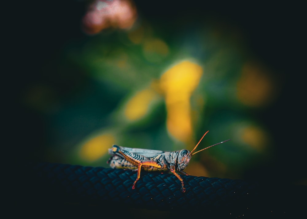 a close up of a grasshopper on a rope