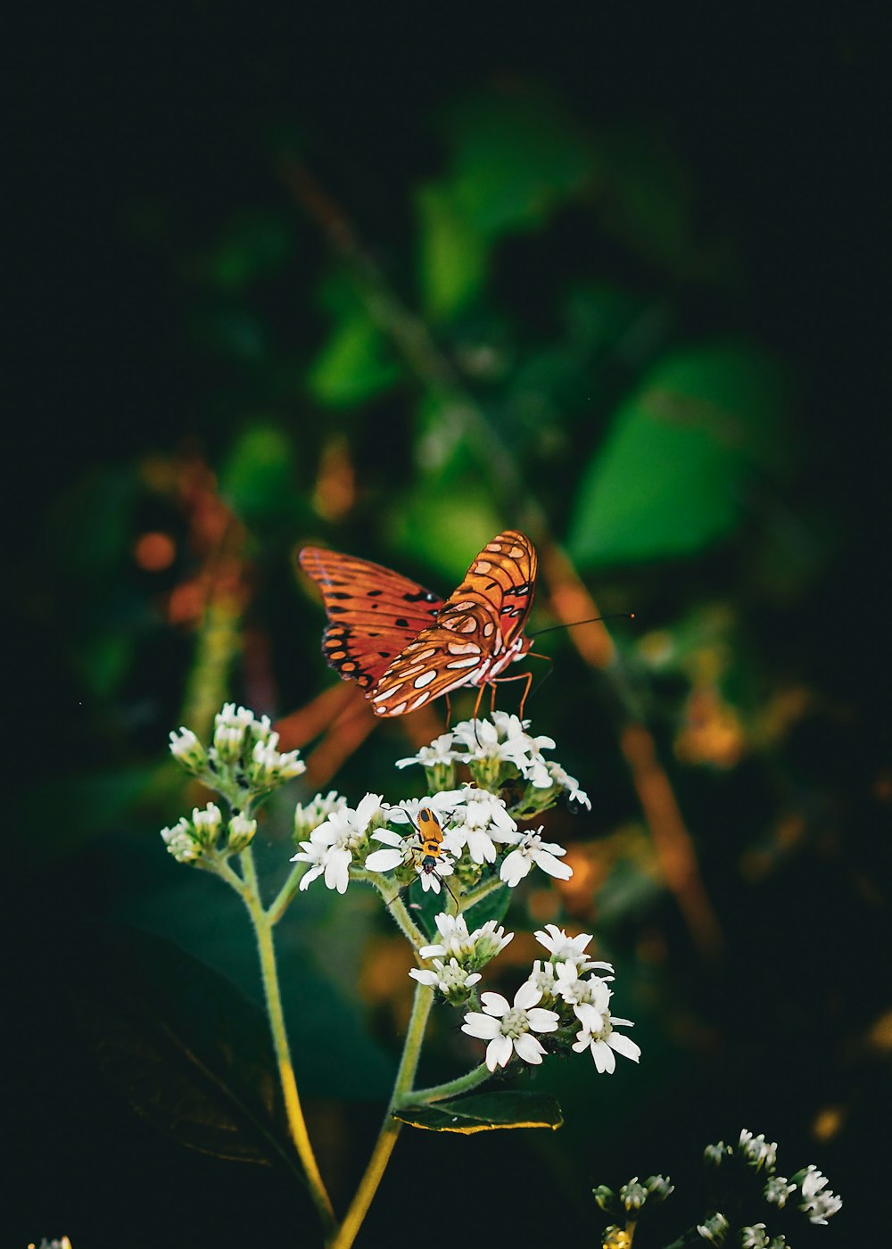 a butterfly sitting on top of a white flower