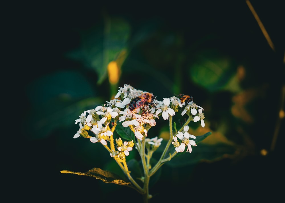 a bee is sitting on a white flower