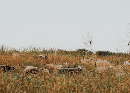 A serene pastoral scene featuring a group of sheep grazing in a field of tall, golden grass. The sheep are scattered throughout the meadow, surrounded by lush vegetation under a pale, clear sky.
