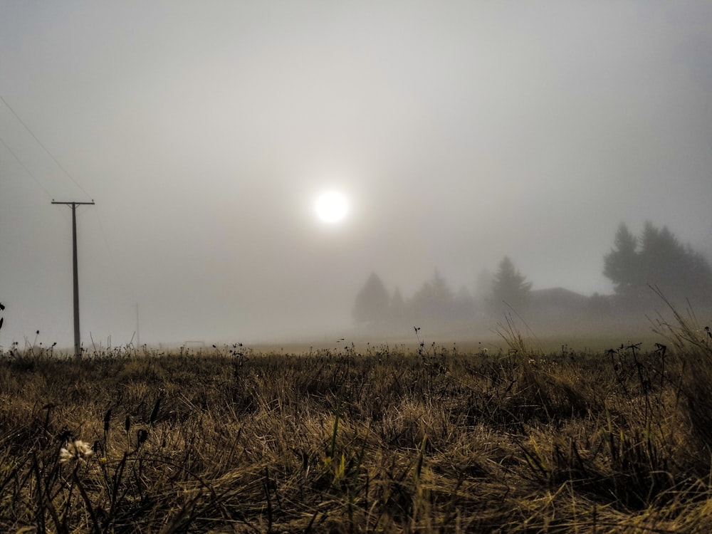Un campo nebbioso con un palo del telefono in lontananza