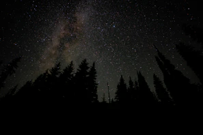 Silhouetted eucalyptus trees under a sky filled with countless twinkling stars