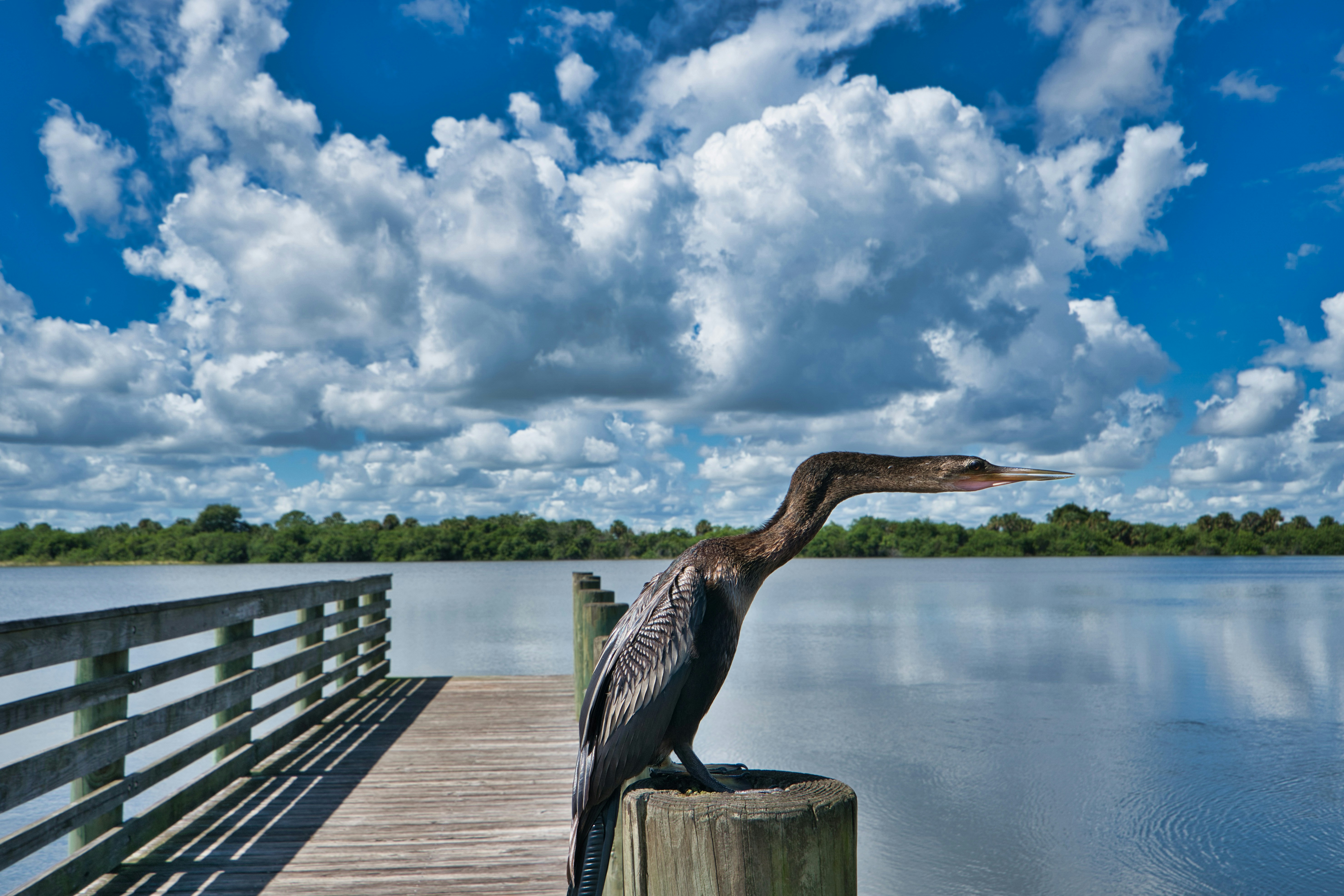 a bird is perched on a post near the water