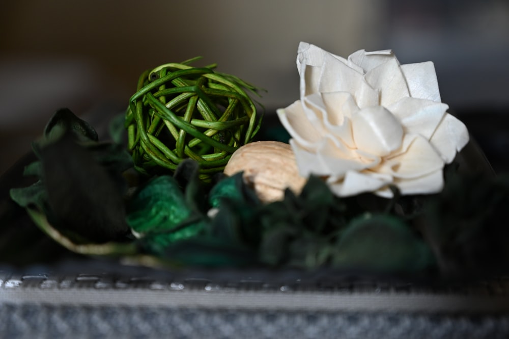 a white flower sitting on top of a green plant