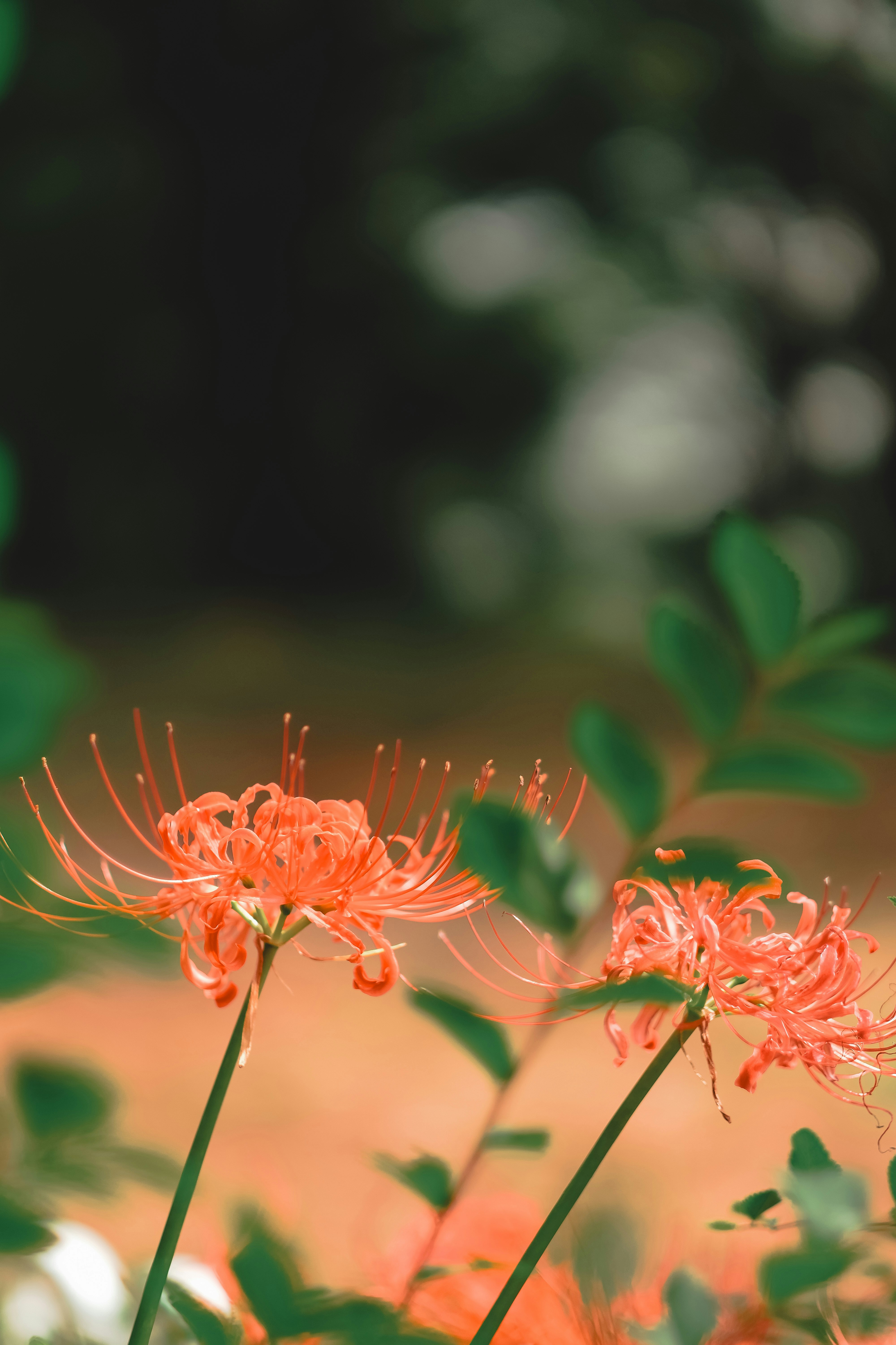 Photo by hanyiseul