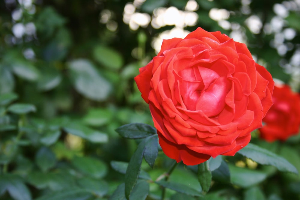 Un primer plano de una rosa roja en un jardín
