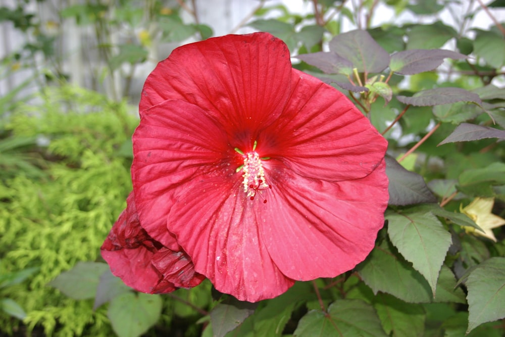 a red flower with green leaves in the background