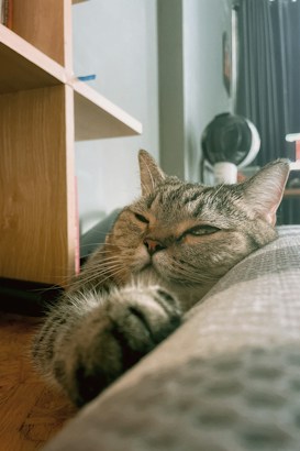 A relaxed cat lies on a soft surface with its paw stretched out, displaying a content and sleepy expression. The background includes a wooden shelf and a few indistinct objects, creating a cozy indoor setting.