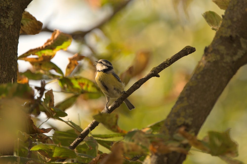 a small bird perched on a tree branch