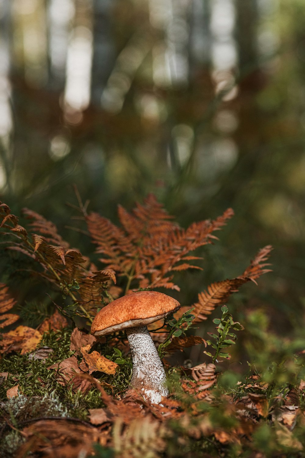 a mushroom sitting on top of a lush green forest