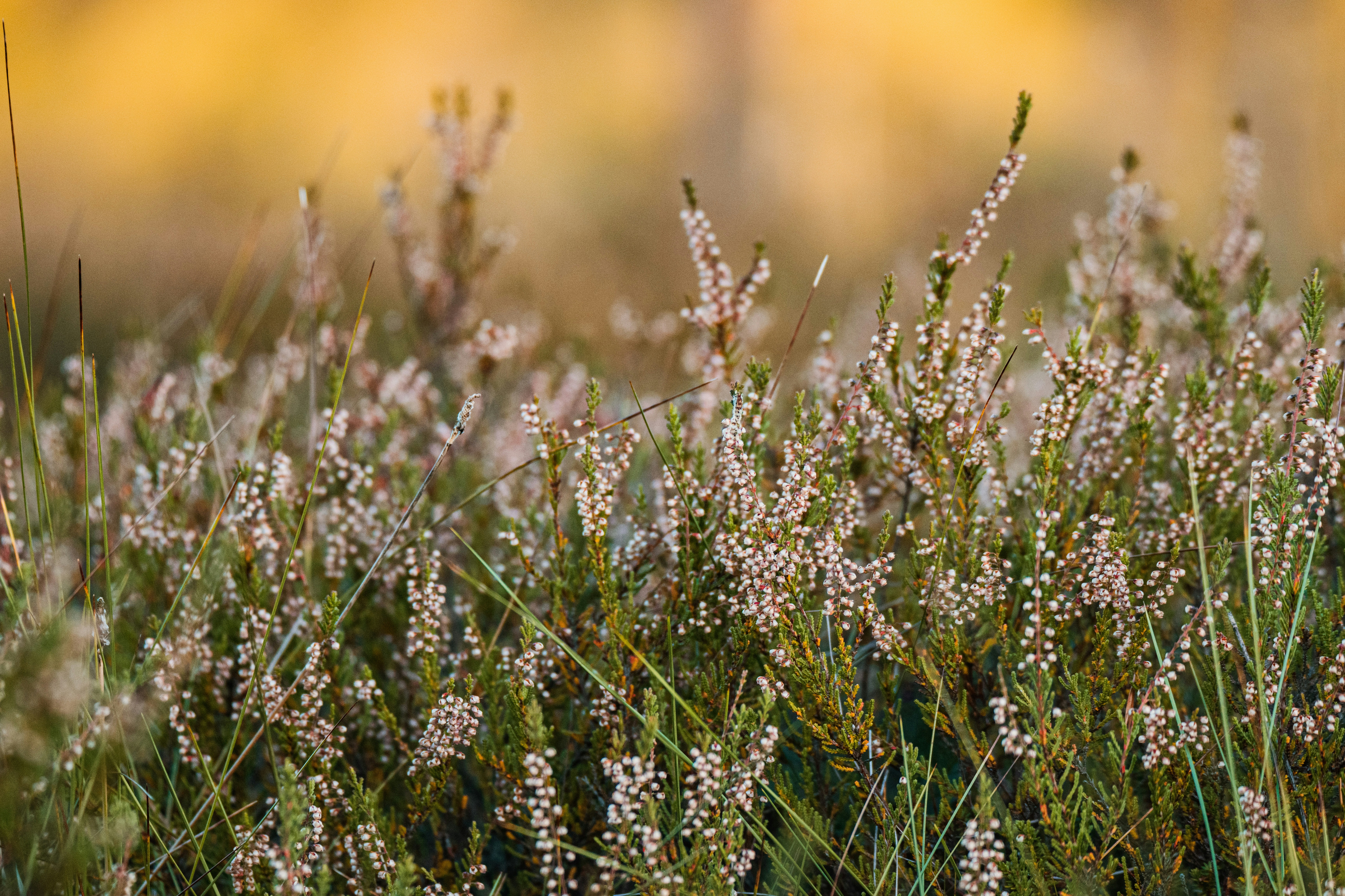 Photo by anitaaustvika