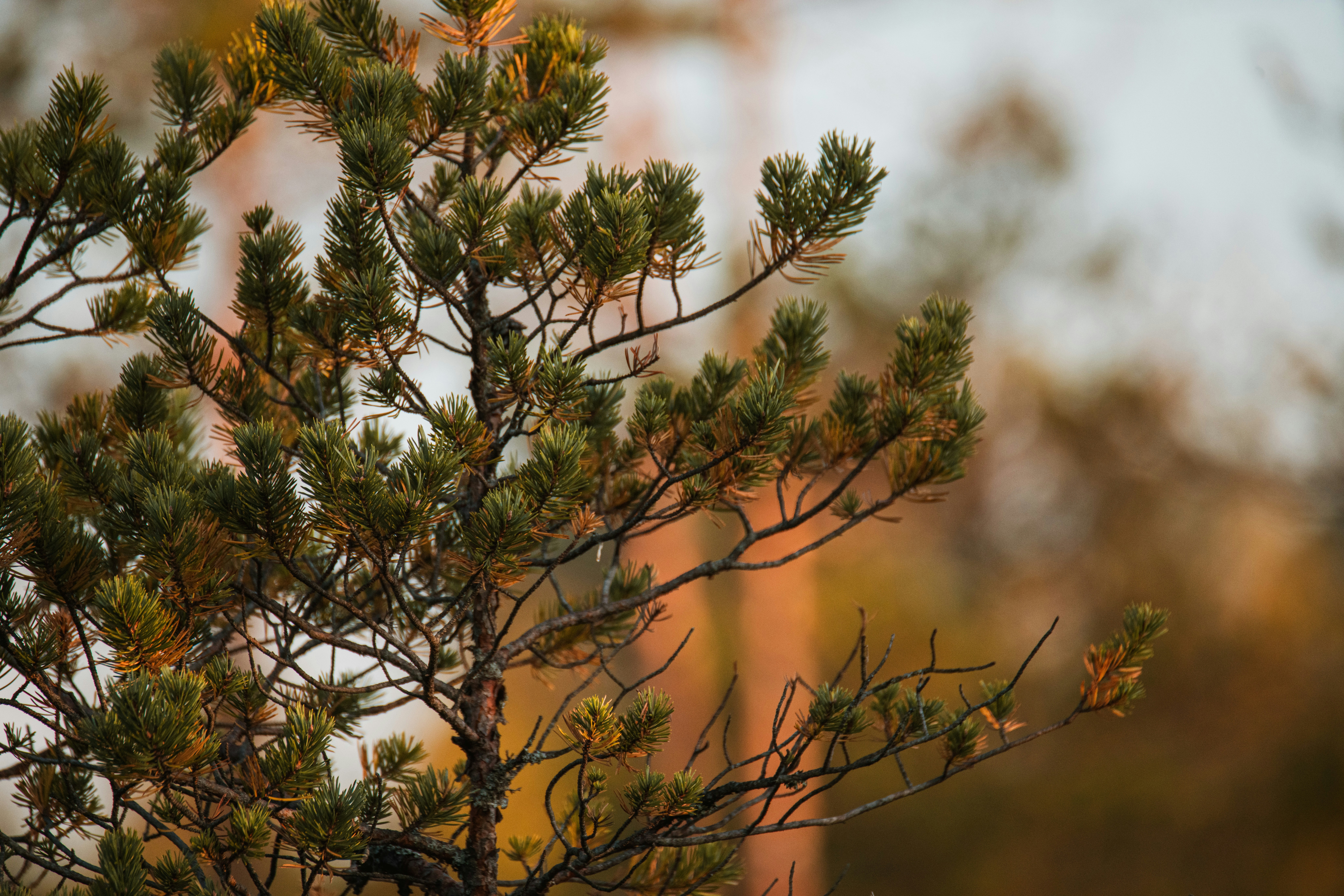 Photo by anitaaustvika